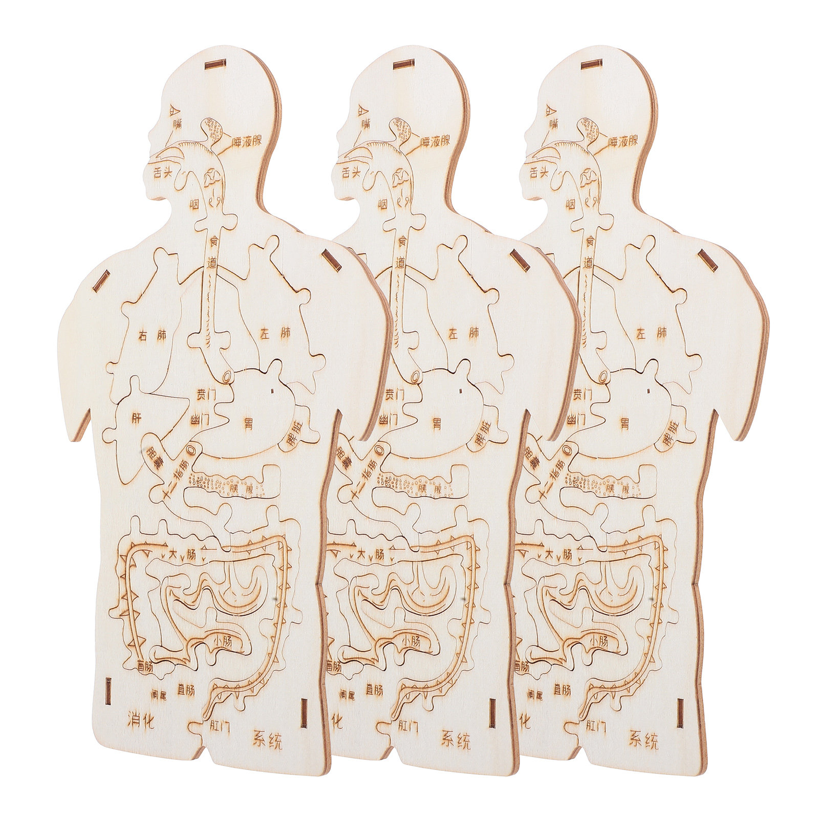 Human Body Puzzle - 3Pcs Wooden Human Body Puzzle Educational