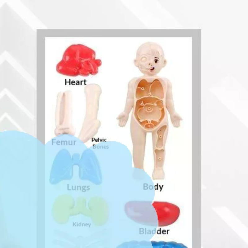 Human Body Puzzle - Model Toy Puzzle Kids Gift Human