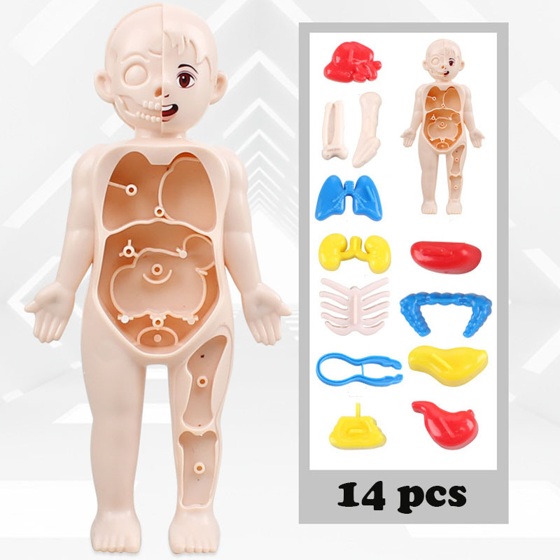 Human Body Puzzle - 14PCS/Set 3D Puzzle Human Anatomy Model,