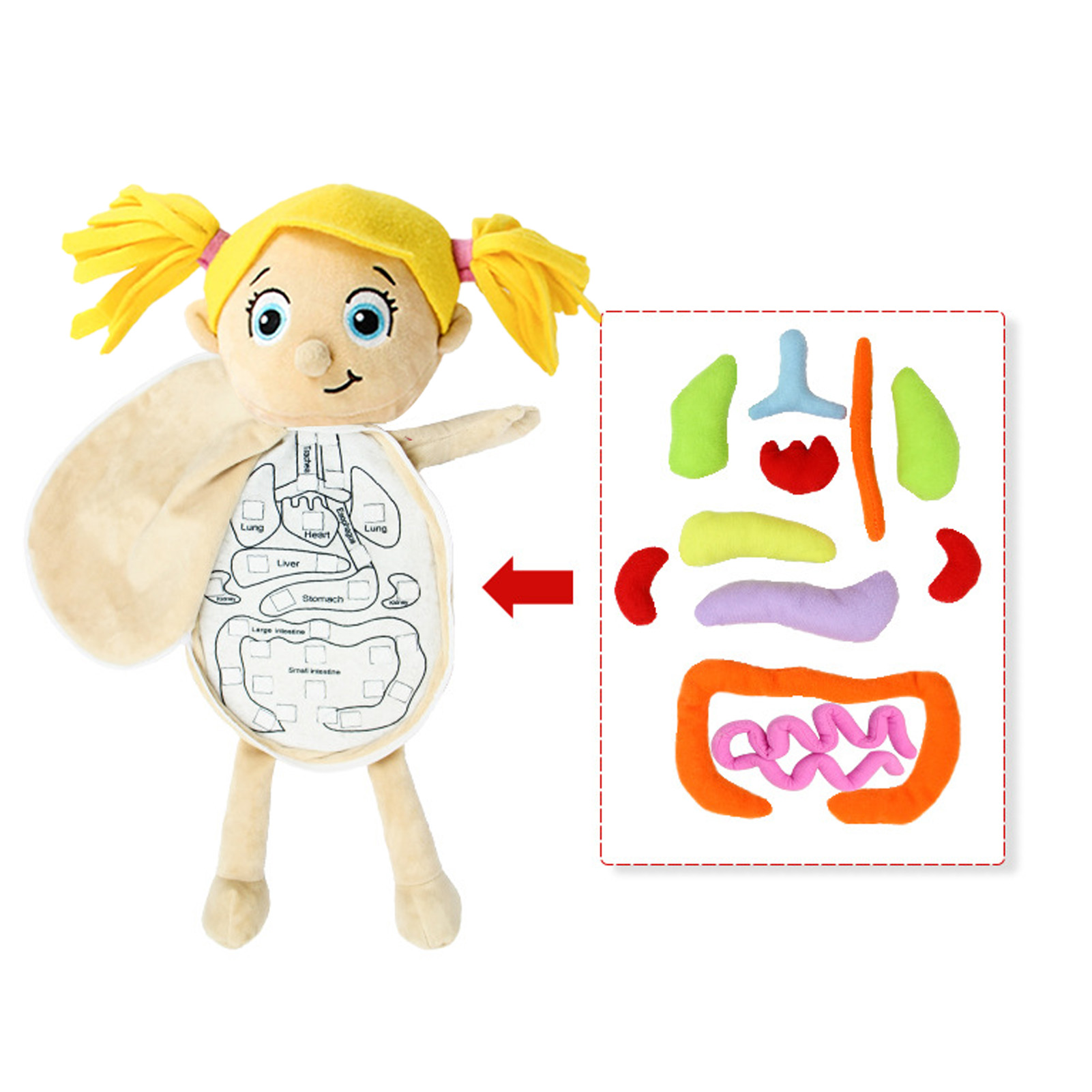 3D Organs Anatomy Model Toy Bo - đánh giá và giá Human Body Puzzle