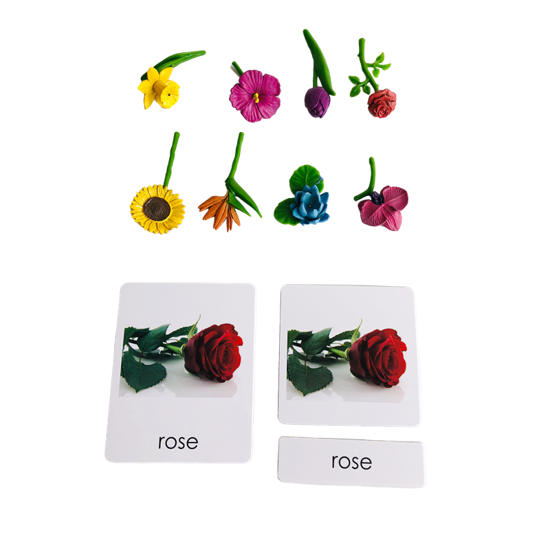 Montessori Language Materials  - đánh giá và giá Human Body Puzzle