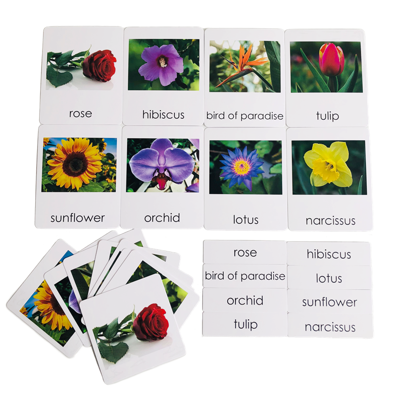 Montessori Language Materials  - đánh giá và giá Human Body Puzzle
