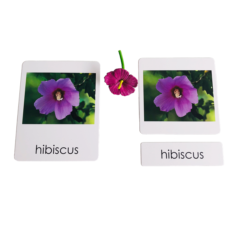 Montessori Language Materials  - đánh giá và giá Human Body Puzzle