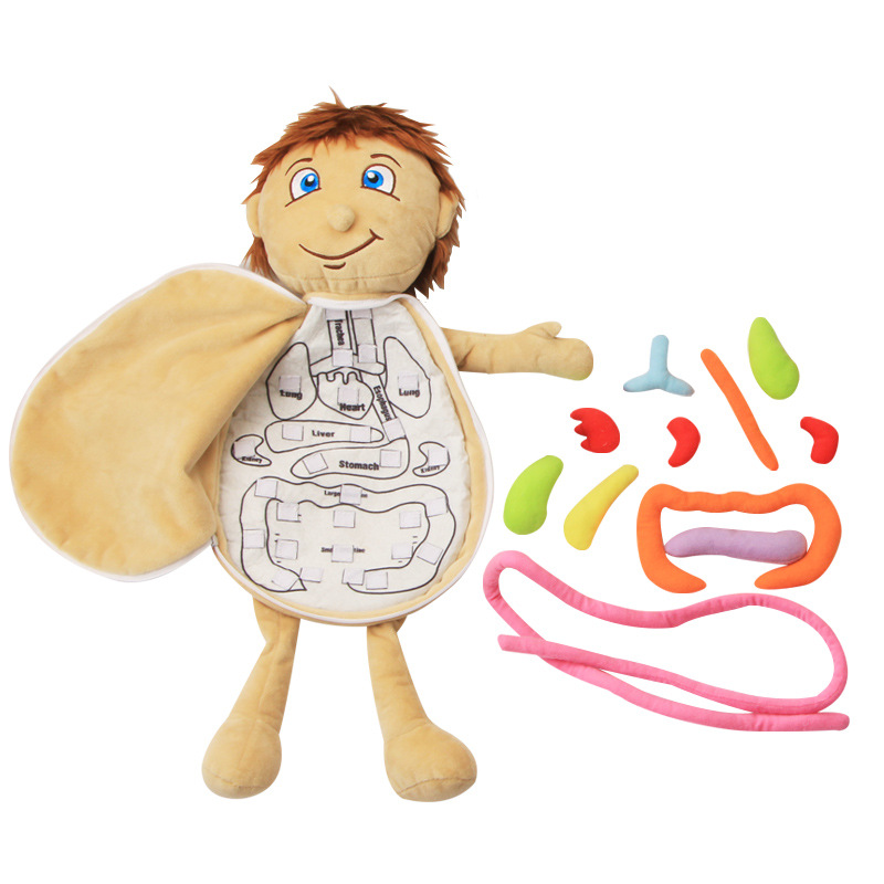 Human Viscera Cognitive Kid 3D - đánh giá và giá Human Body Puzzle