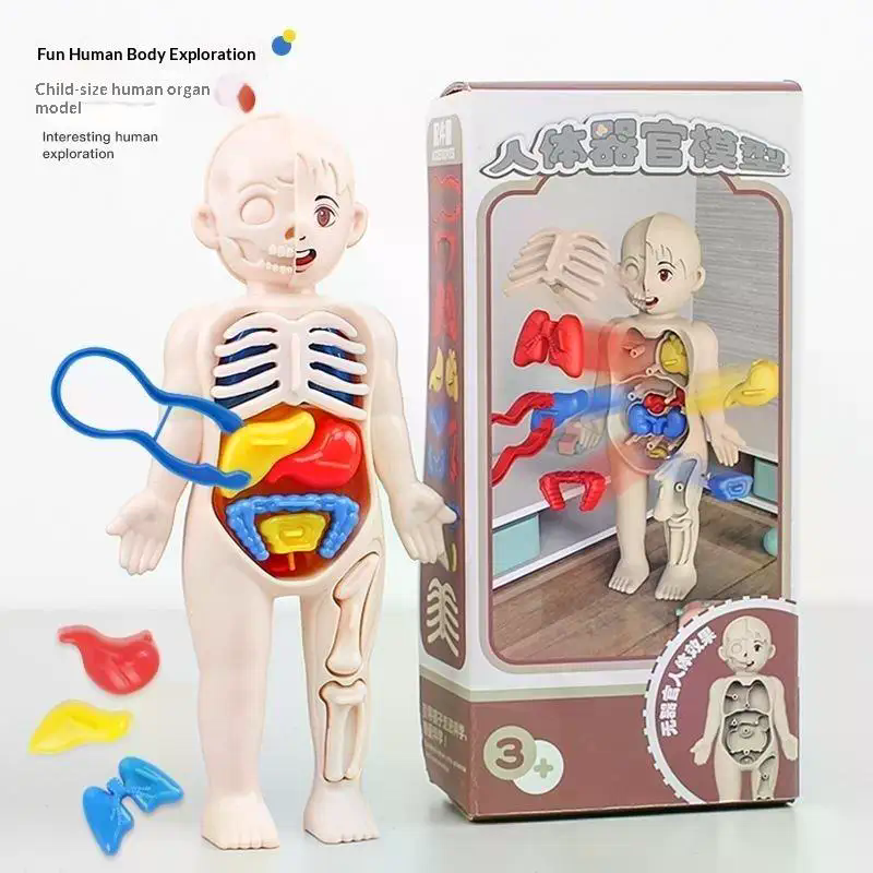 Model Toy Puzzle Kids Gift Hum - đánh giá và giá Human Body Puzzle