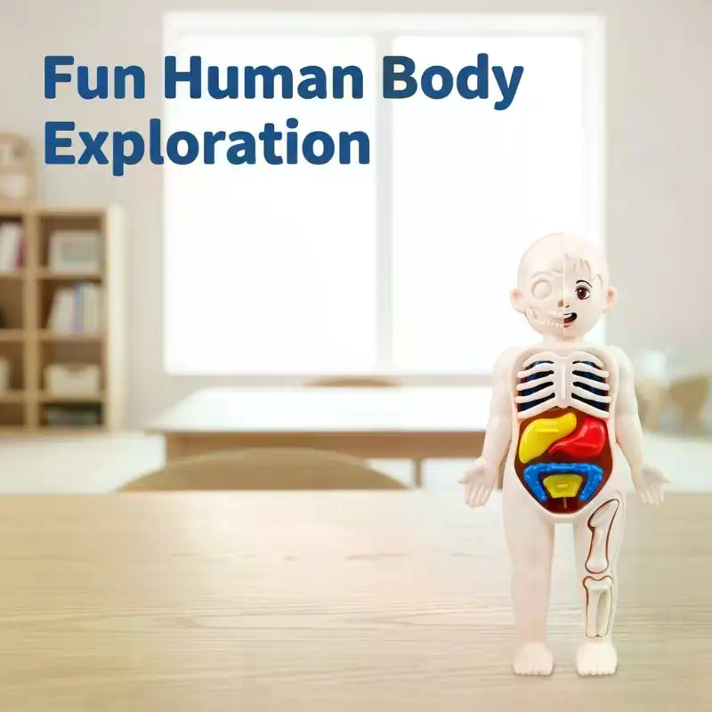 Model Toy Puzzle Kids Gift Hum - đánh giá và giá Human Body Puzzle