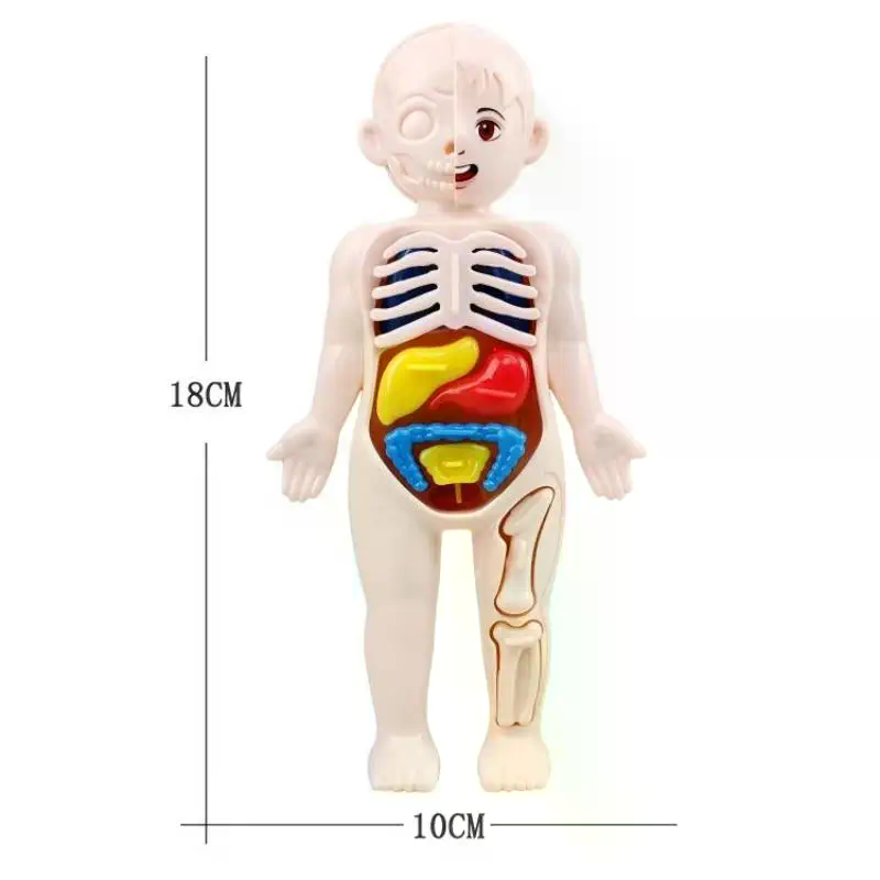 Model Toy Puzzle Kids Gift Hum - đánh giá và giá Human Body Puzzle