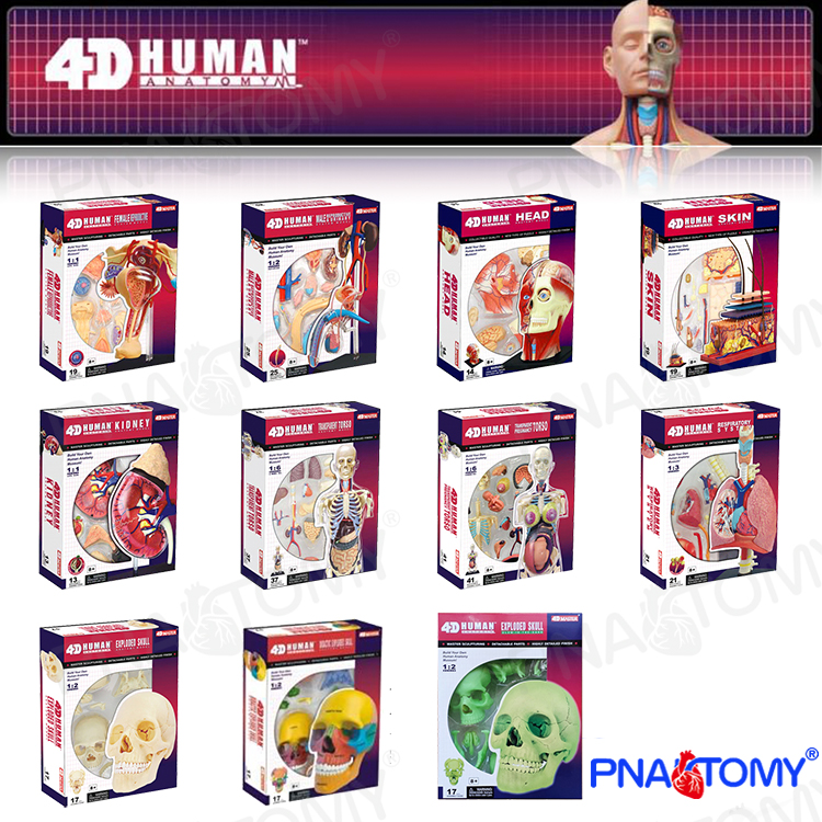 Human Anatomical Model Puzzle  - đánh giá và giá Human Body Puzzle