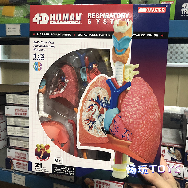 Human Anatomical Model Puzzle  - đánh giá và giá Human Body Puzzle
