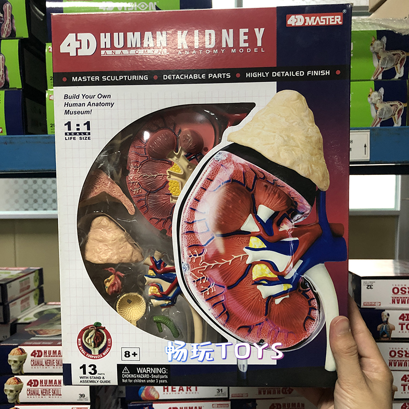 Human Anatomical Model Puzzle  - đánh giá và giá Human Body Puzzle