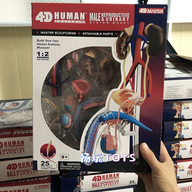 Human Anatomical Model Puzzle  - đánh giá và giá Human Body Puzzle