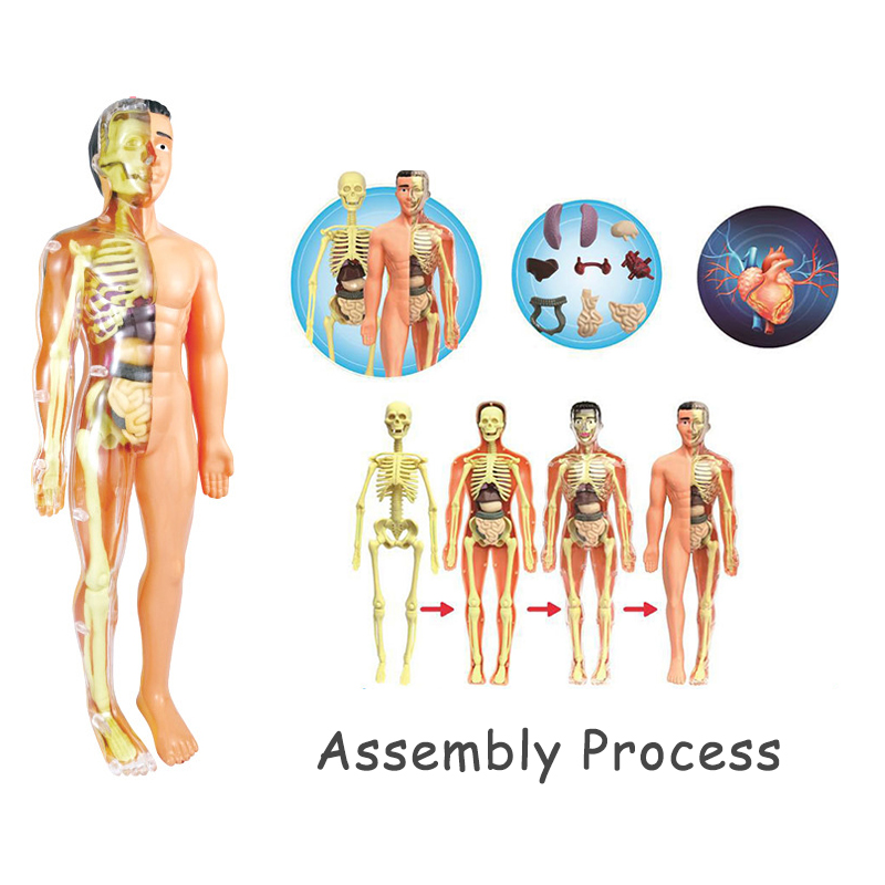 3D Human Body Torso Model Educ - đánh giá và giá Human Body Puzzle