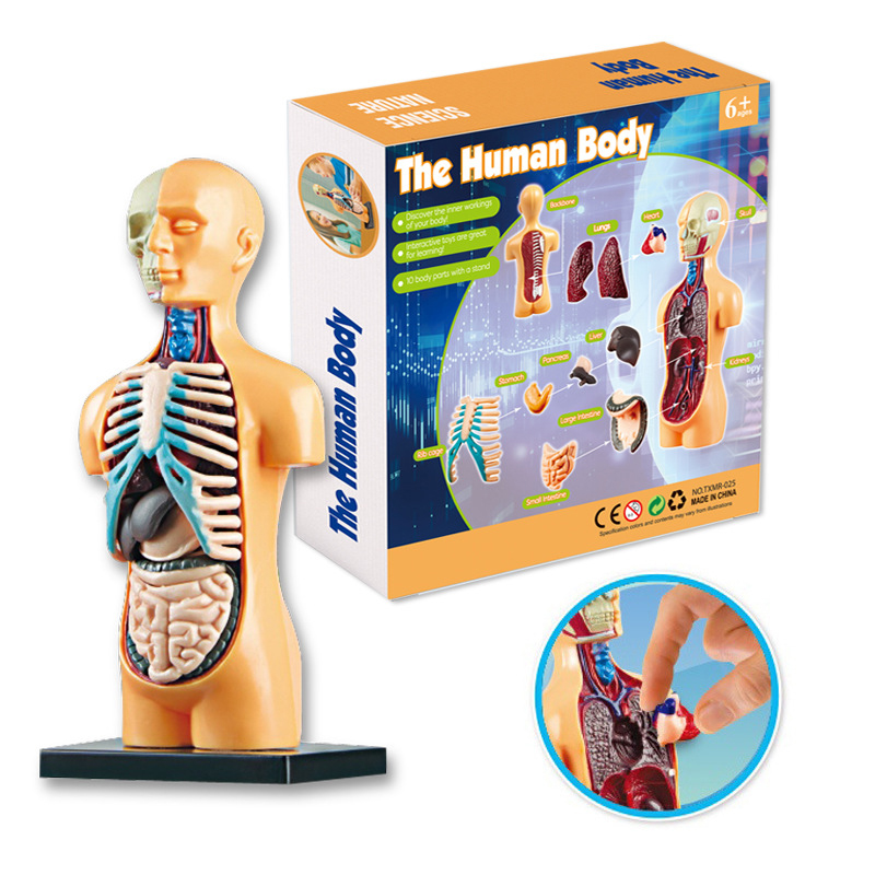 3D Human Body Torso Model Educ - đánh giá và giá Human Body Puzzle