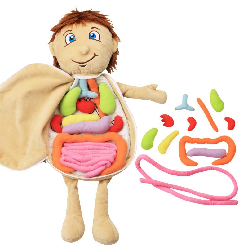 Kid 3D Puzzle Human Body  Mode - đánh giá và giá Human Body Puzzle