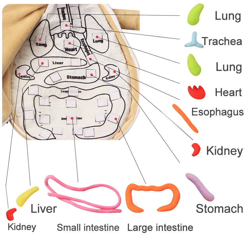 Kid 3D Puzzle Human Body  Mode - đánh giá và giá Human Body Puzzle