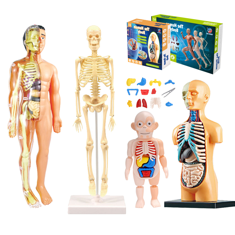 DIY Mannequin 3D Human Body Mo - đánh giá và giá Human Body Puzzle