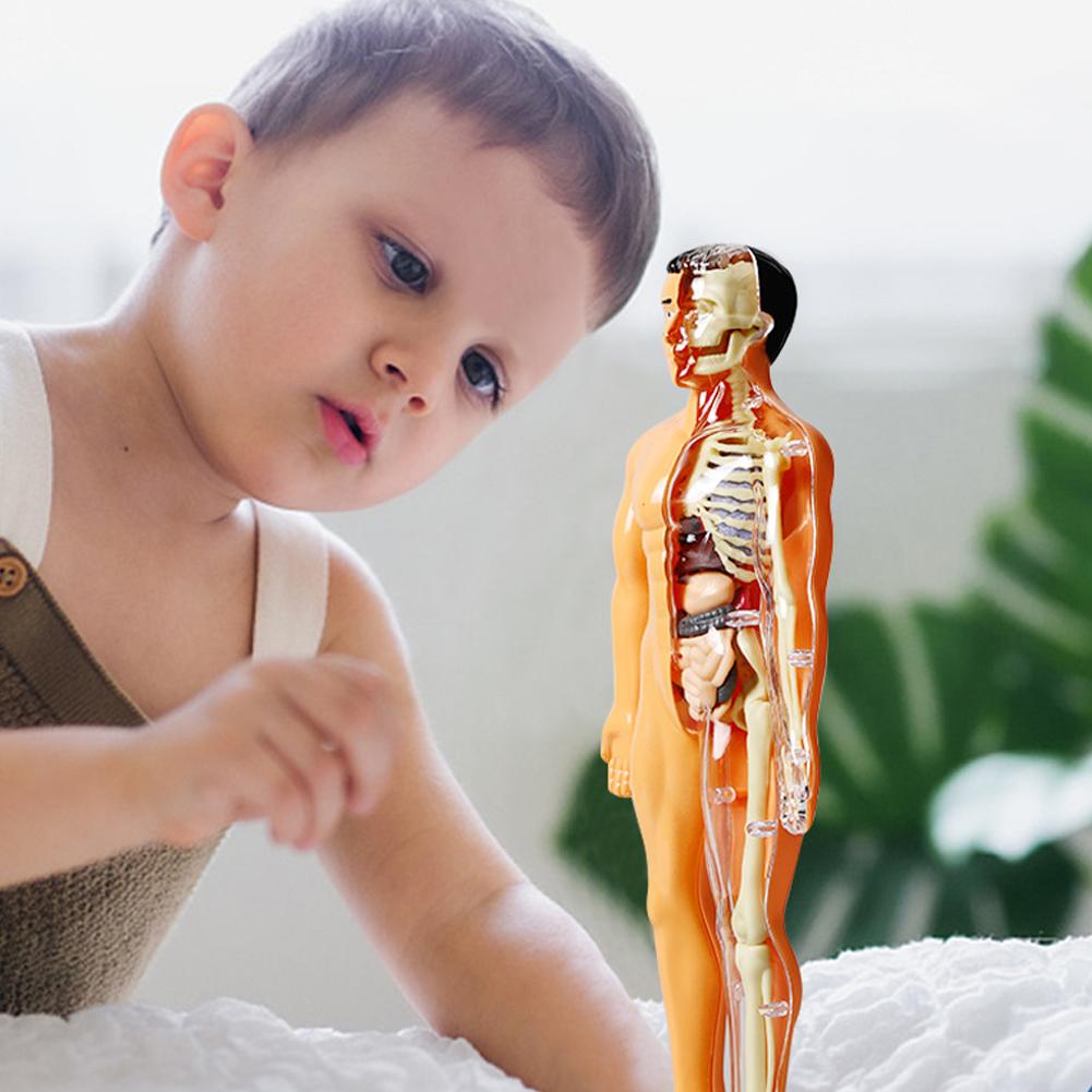 DIY Mannequin 3D Human Body Mo - đánh giá và giá Human Body Puzzle