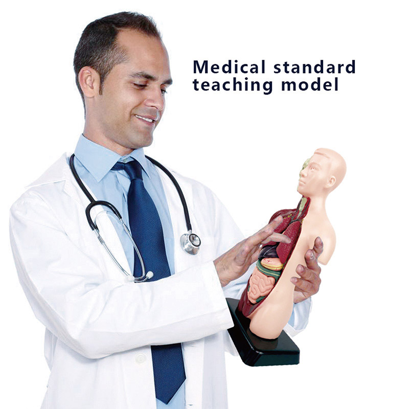 DIY Mannequin 3D Human Body Mo - đánh giá và giá Human Body Puzzle