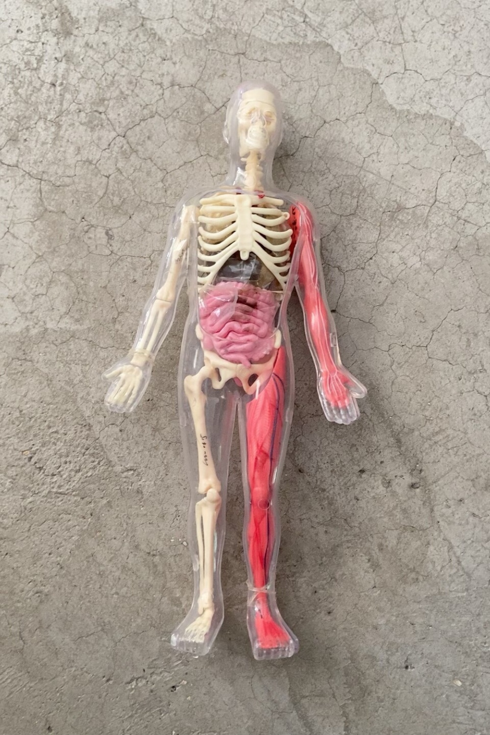 In Stock Default Defect Origin - đánh giá và giá Human Body Puzzle