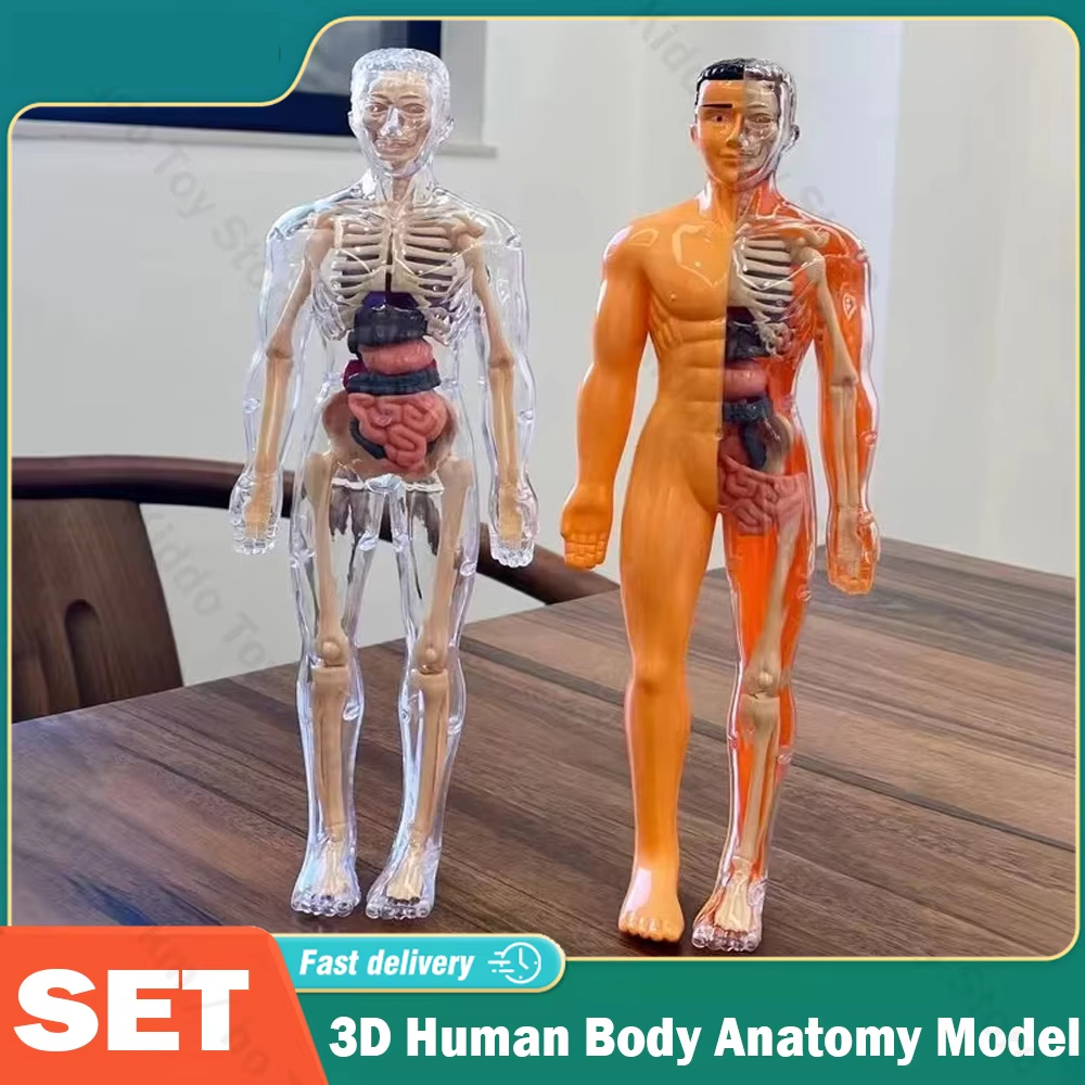 3D Human Body Torso Model for  - đánh giá và giá Human Body Puzzle