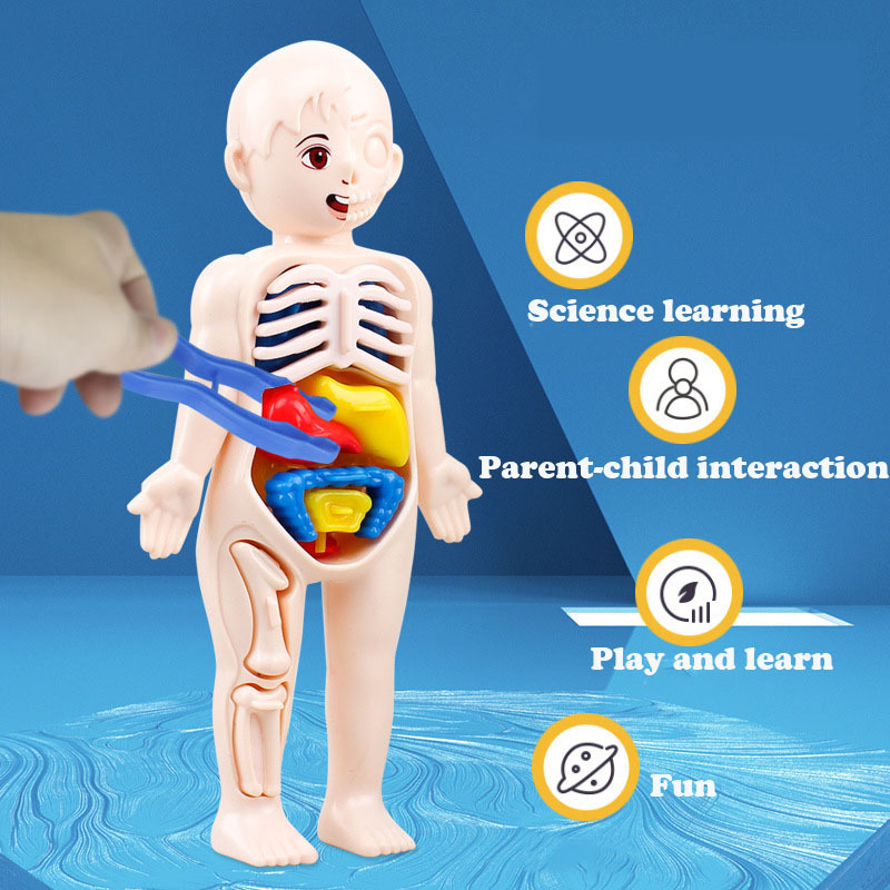 14PCS/Set 3D Puzzle Human Anat - đánh giá và giá Human Body Puzzle