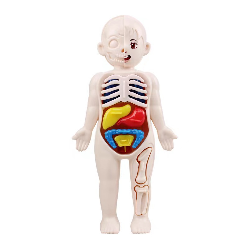 14PCS/Set 3D Puzzle Human Anat - đánh giá và giá Human Body Puzzle