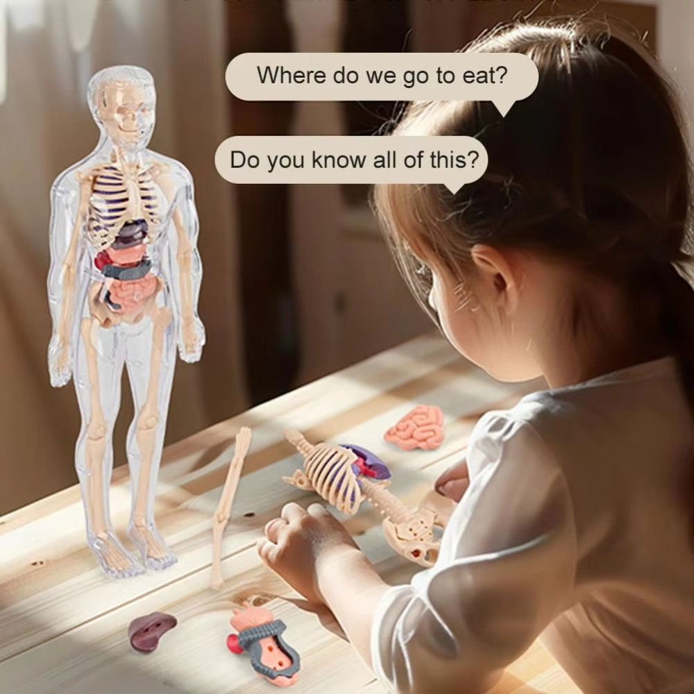 Plastics 3d Human Torso Model  - đánh giá và giá Human Body Puzzle