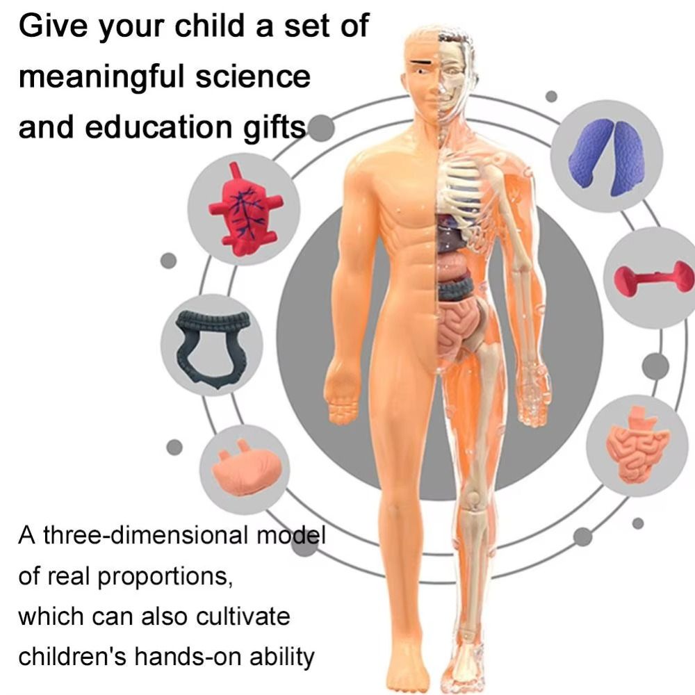 Plastics 3d Human Torso Model  - đánh giá và giá Human Body Puzzle