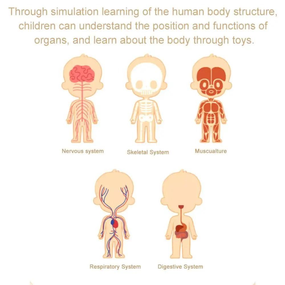 Plastics 3d Human Torso Model  - đánh giá và giá Human Body Puzzle