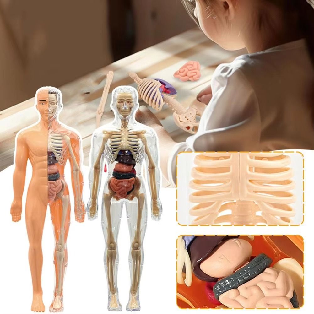 Plastics 3d Human Torso Model  - đánh giá và giá Human Body Puzzle